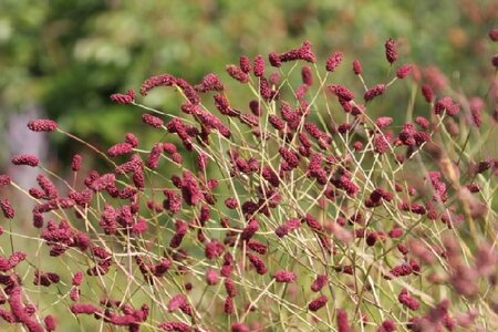 SANGUISORBA officinalis 'Red Thunder'