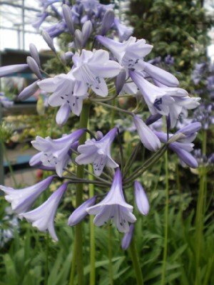 AGAPANTHUS 'Lilac Lullaby' - image 1