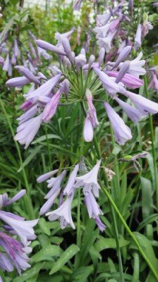 AGAPANTHUS 'Lilac Lullaby' - image 2