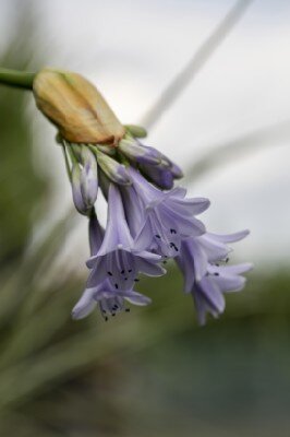 AGAPANTHUS 'Lilac Lullaby' - image 3