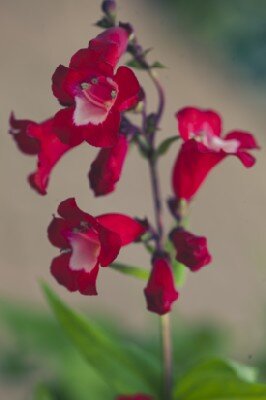 PENSTEMON 'Quartz Red' - image 1