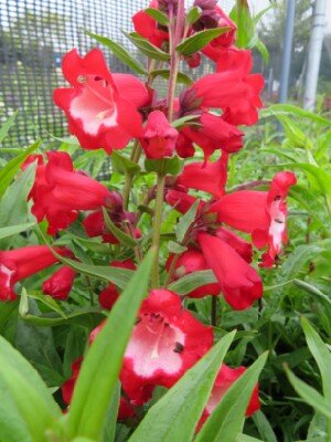 PENSTEMON 'Quartz Red' - image 2