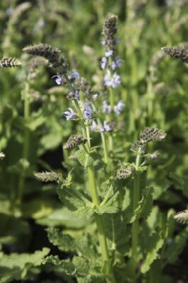SALVIA nemorosa 'Lyrical White'