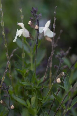 SALVIA greggii 'Mirage Rose Bicolour'