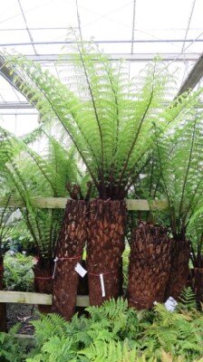 DICKSONIA squarrosa - image 2