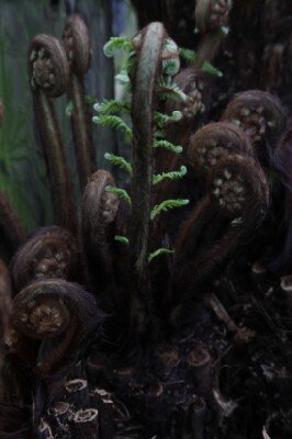 DICKSONIA squarrosa - image 1