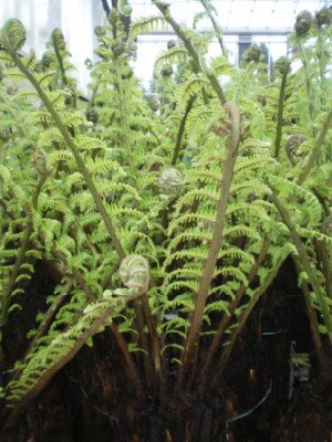 DICKSONIA squarrosa - image 3