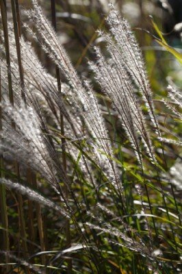 MISCANTHUS sinensis 'Gracillimus' - image 1
