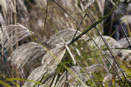 MISCANTHUS sinensis 'Gracillimus' - image 8