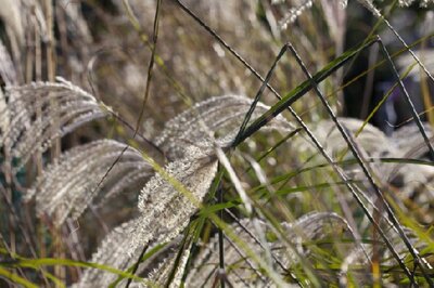 MISCANTHUS sinensis 'Gracillimus' - image 8