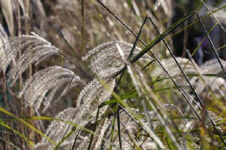 MISCANTHUS sinensis 'Gracillimus' - image 9