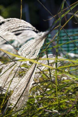 MISCANTHUS sinensis 'Gracillimus' - image 10