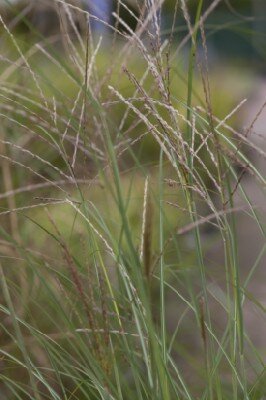 MISCANTHUS sinensis 'Gracillimus' - image 11