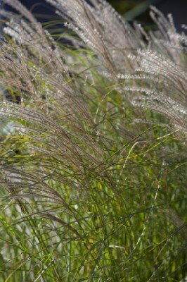 MISCANTHUS sinensis 'Gracillimus' - image 12