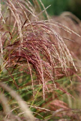 MISCANTHUS sinensis 'Red Chief'