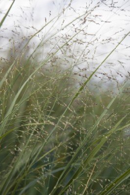 PANICUM virgatum 'Northwind' - image 1