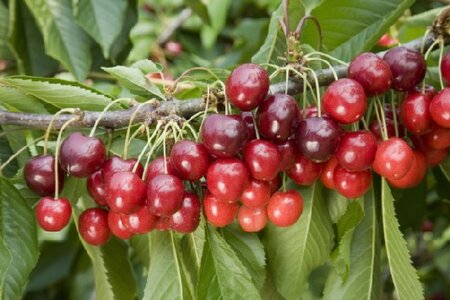Prunus avium 'Stella' (CHERRY)