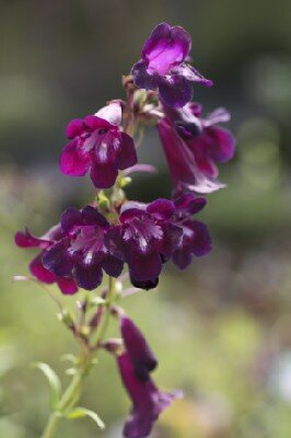 PENSTEMON 'Blackbird' - image 1