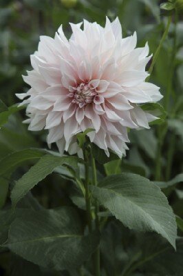 DAHLIA 'Cafe au Lait'