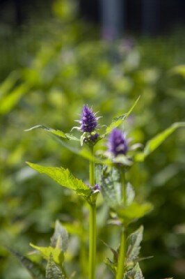 AGASTACHE 'Prince's Plume'