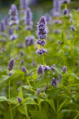AGASTACHE 'Prince's Plume' - image 2