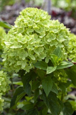 HYDRANGEA paniculata 'Little Lime'