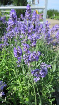 LAVANDULA angustifolia 'Dwarf Blue'