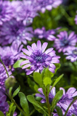 OSTEOSPERMUM 'Double White' - image 1