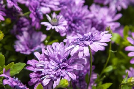OSTEOSPERMUM 'Double White' - image 2