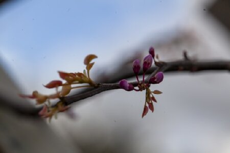 CERCIS canadensis 'Ace of Spades' - image 1