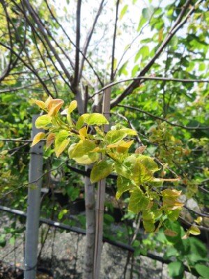 CERCIS canadensis 'Ace of Spades' - image 2