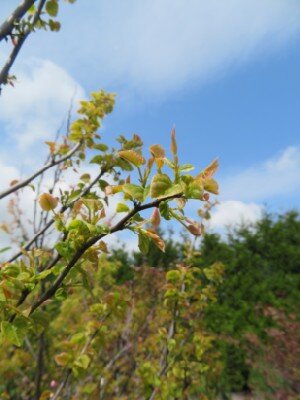 CERCIS canadensis 'Ace of Spades' - image 3