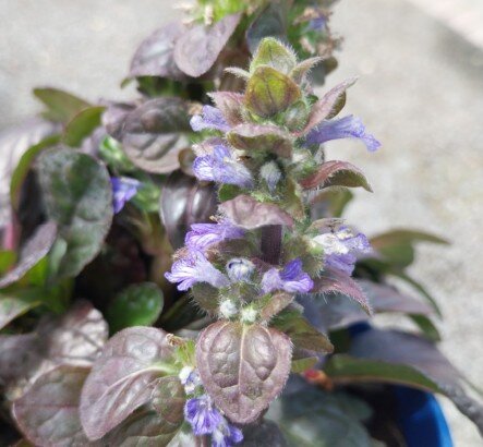AJUGA Best Buddies 'Espresso'