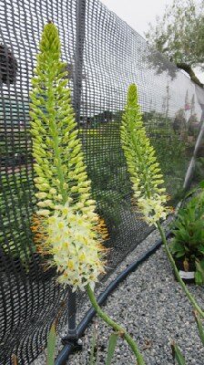 EREMURUS 'White Beauty Favourite'
