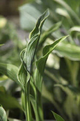 HOSTA 'Praying Hands' - image 1