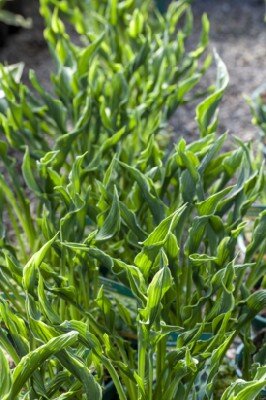 HOSTA 'Praying Hands' - image 2