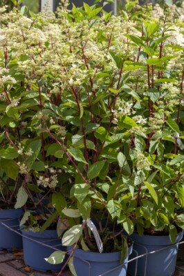 HYDRANGEA paniculata 'Wim's Red' - image 1