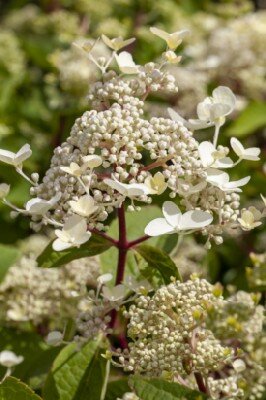 HYDRANGEA paniculata 'Wim's Red' - image 2