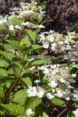HYDRANGEA paniculata 'Wim's Red' - image 3