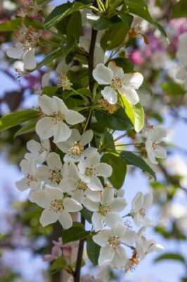 MALUS x robusta 'Yellow Siberian' - image 1