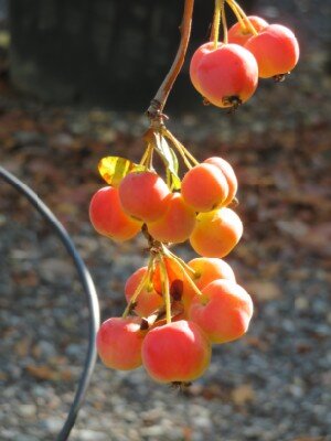 MALUS x robusta 'Yellow Siberian' - image 2
