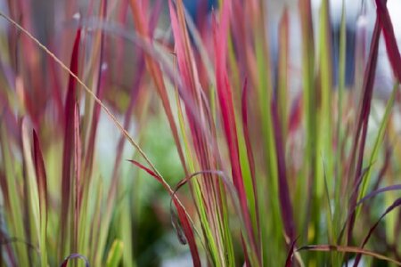IMPERATA cylindrica 'Red Baron' - image 1