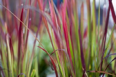 IMPERATA cylindrica 'Red Baron' - image 1