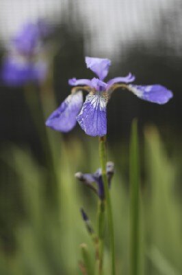 IRIS sibirica 'Blue King'