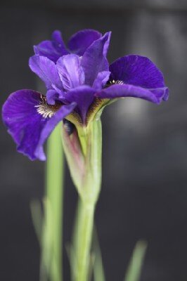 IRIS sibirica 'Ruffled Velvet'
