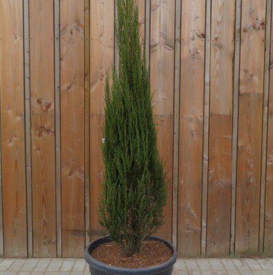 JUNIPERUS scopulorum 'Blue Arrow'