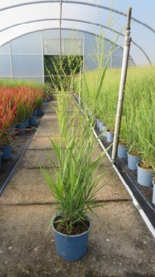 PANICUM virgatum 'Buffalo Green'