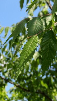 ZELKOVA serrata