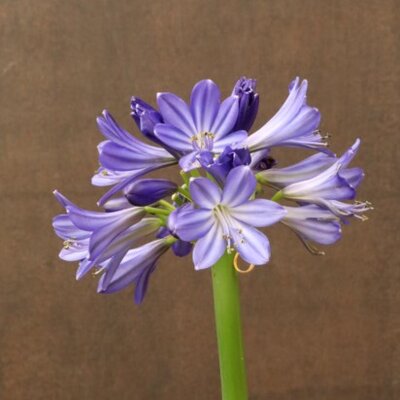 AGAPANTHUS 'Poppin Star'