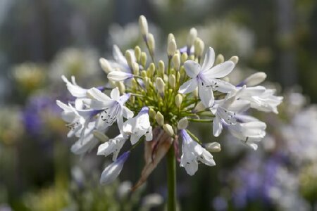 AGAPANTHUS 'Fireworks' - image 1